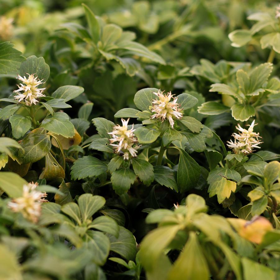 Pachysandra terminalis 'Green Carpet' - Japanese Spurge from Great Lakes Landscape Supply