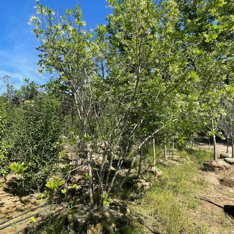 Chionanthus virginicus - Fringe Tree from Great Lakes Landscape Supply