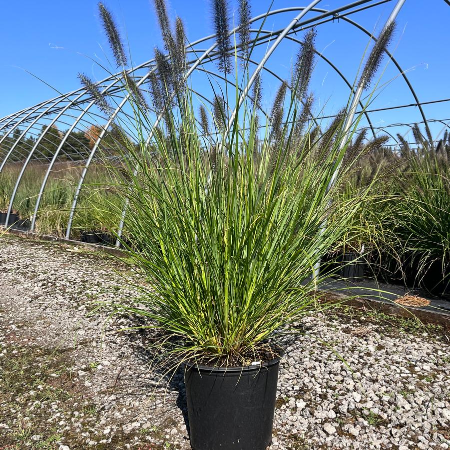 Pennisetum alopecuroides 'Red Head' - Fountain Grass from Great Lakes Landscape Supply