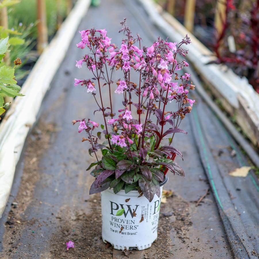 Penstemon 'Midnight Masquerade' - Beardtongue from Great Lakes Landscape Supply