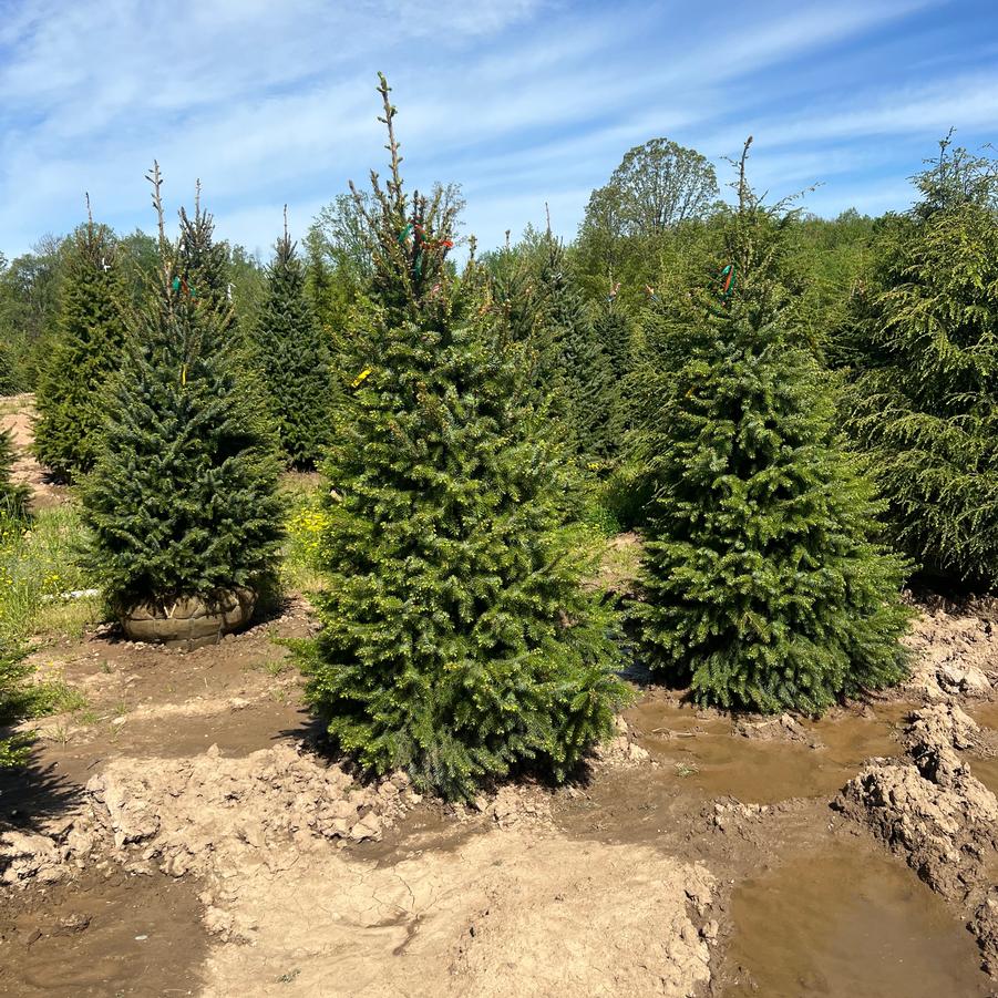 Picea omorika - Serbian Spruce from Great Lakes Landscape Supply