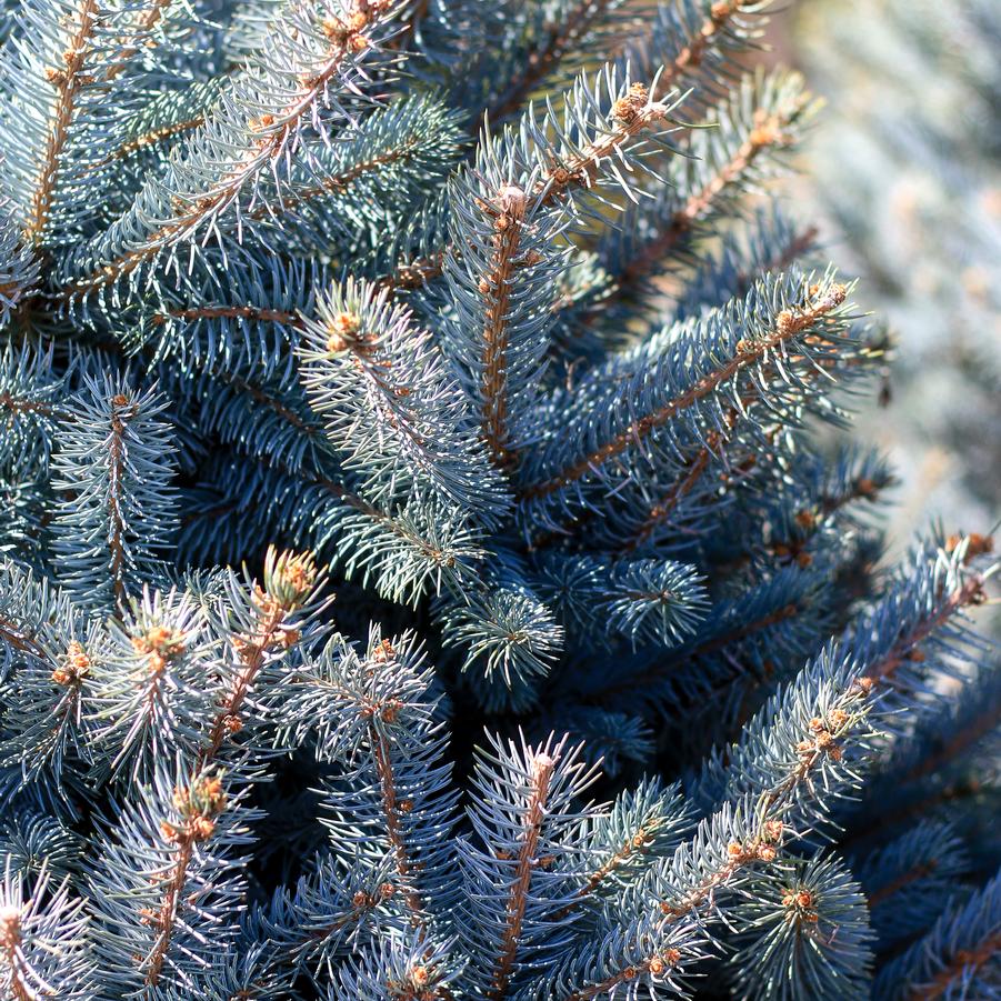 Picea Pungens 'Fat Albert' - from Great Lakes Landscape Supply