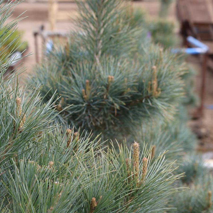 Pinus peuce 'Pacific Blue' - Macedonian Pine from Great Lakes Landscape Supply