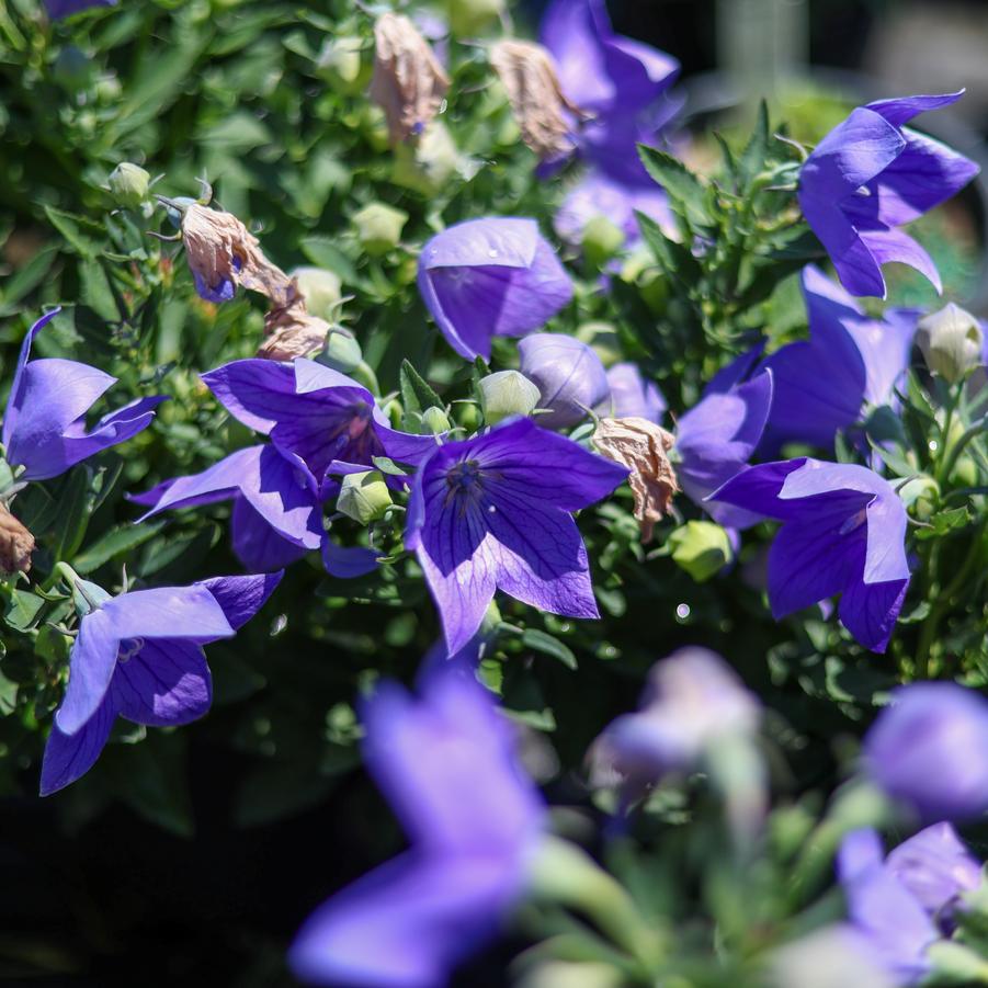 Platycodon grandiflorus 'Sentimental Blue' - Balloon Flower from Great Lakes Landscape Supply