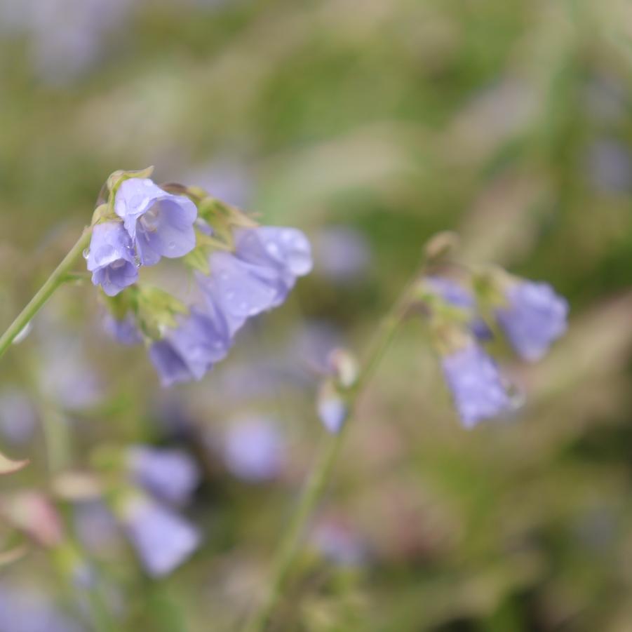 Polemonium reptans 'Stairway to Heaven' - Jacob's Ladder from Great Lakes Landscape Supply