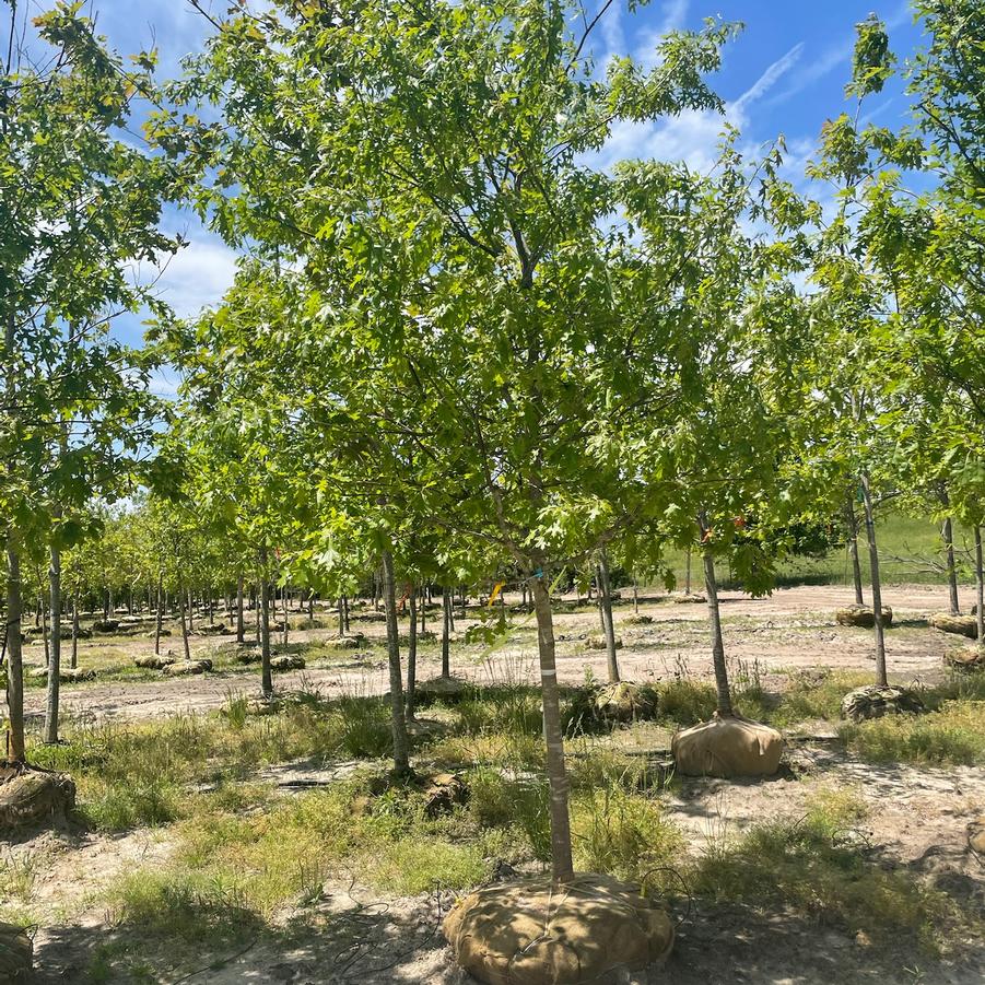 Quercus palustris - Pin Oak from Great Lakes Landscape Supply
