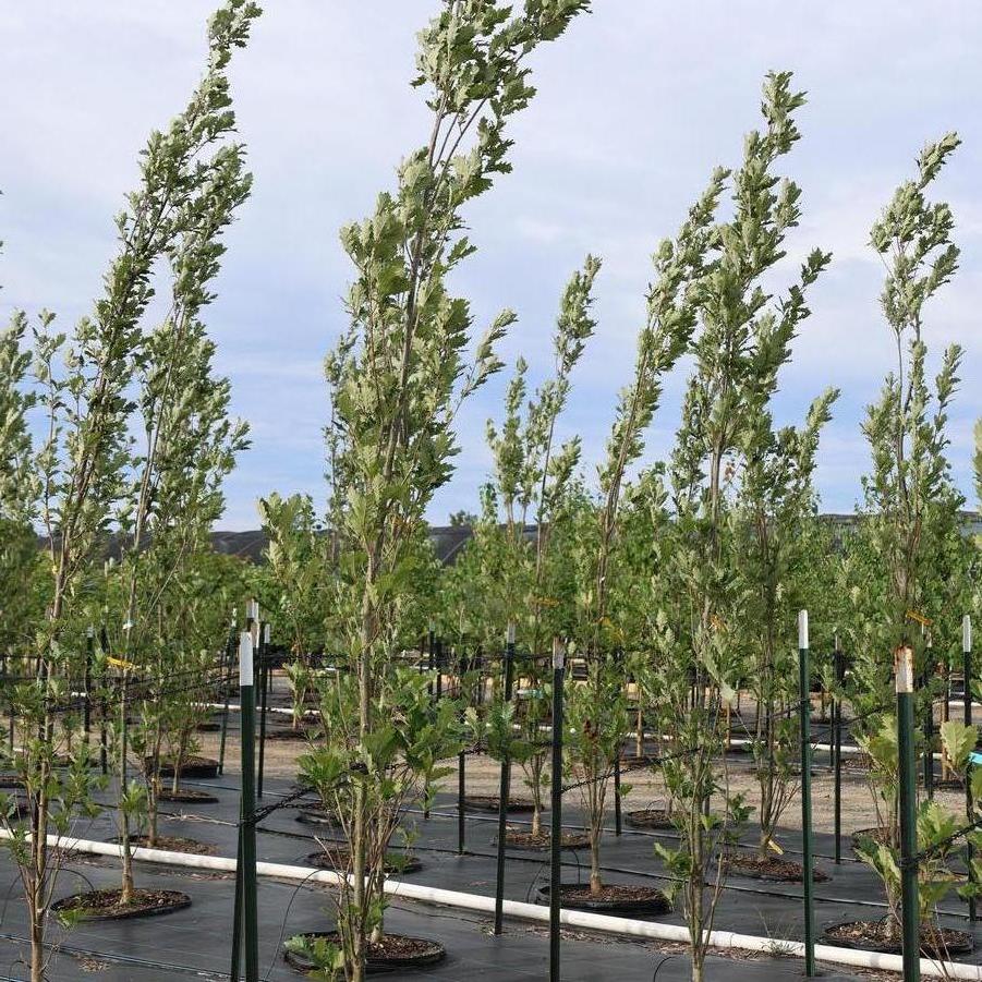 Quercus robur x bicolor 'Kindred Spirit?' - Oak from Great Lakes Landscape Supply