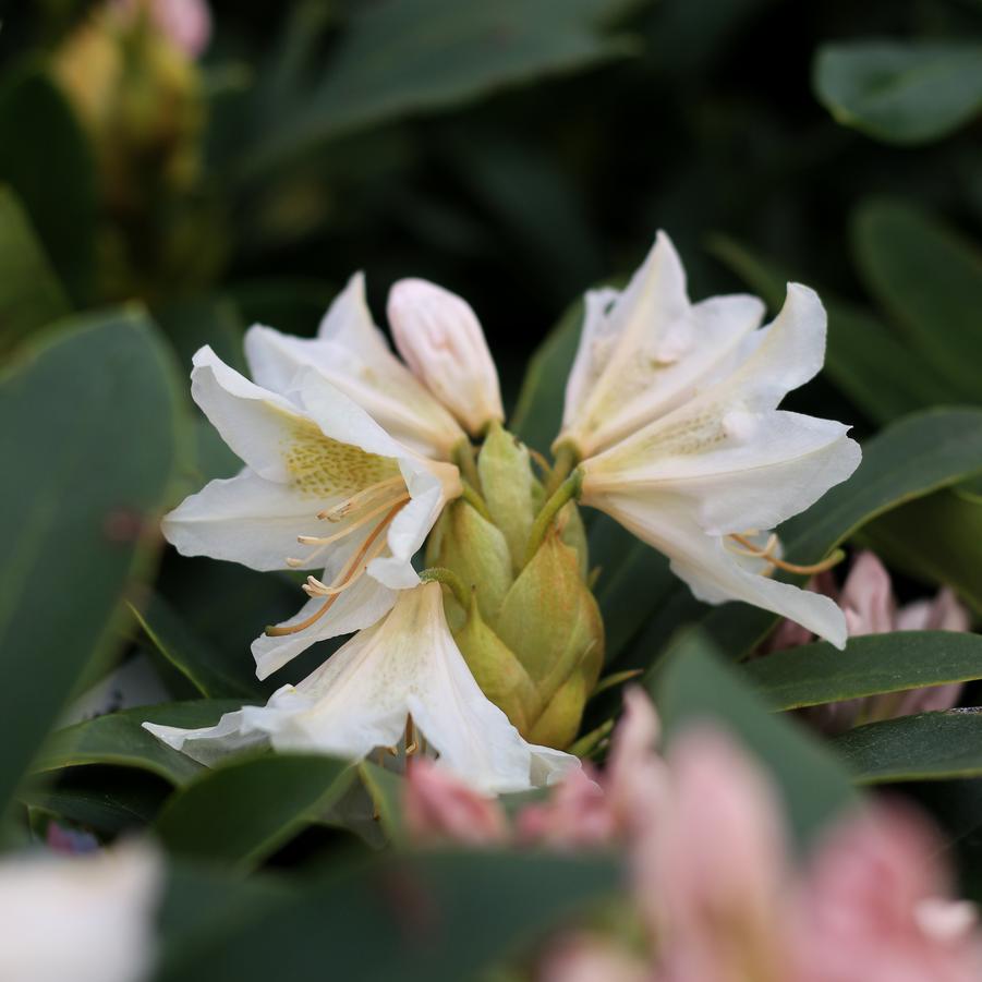 Rhododendron catawbiense 'Cunningham's White' - Rhododendron from Great Lakes Landscape Supply