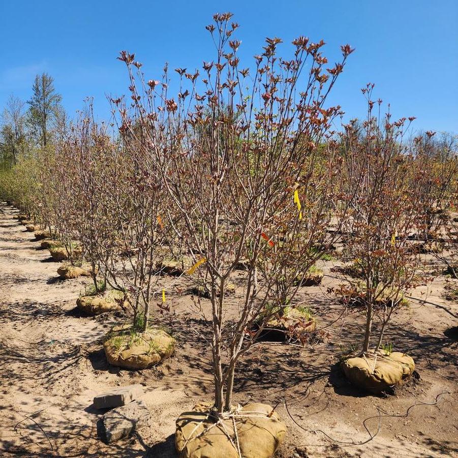 Cornus florida 'Cherokee Brave' - Flowering Dogwood from Great Lakes Landscape Supply