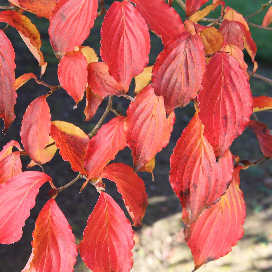 Cornus kousa - Chinese Dogwood or Kousa Dogwood from Great Lakes Landscape Supply