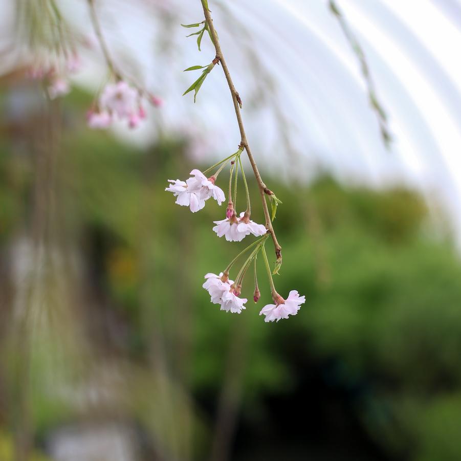 Prunus subhirtella var. pendula - Weeping Higan Cherry from Great Lakes Landscape Supply
