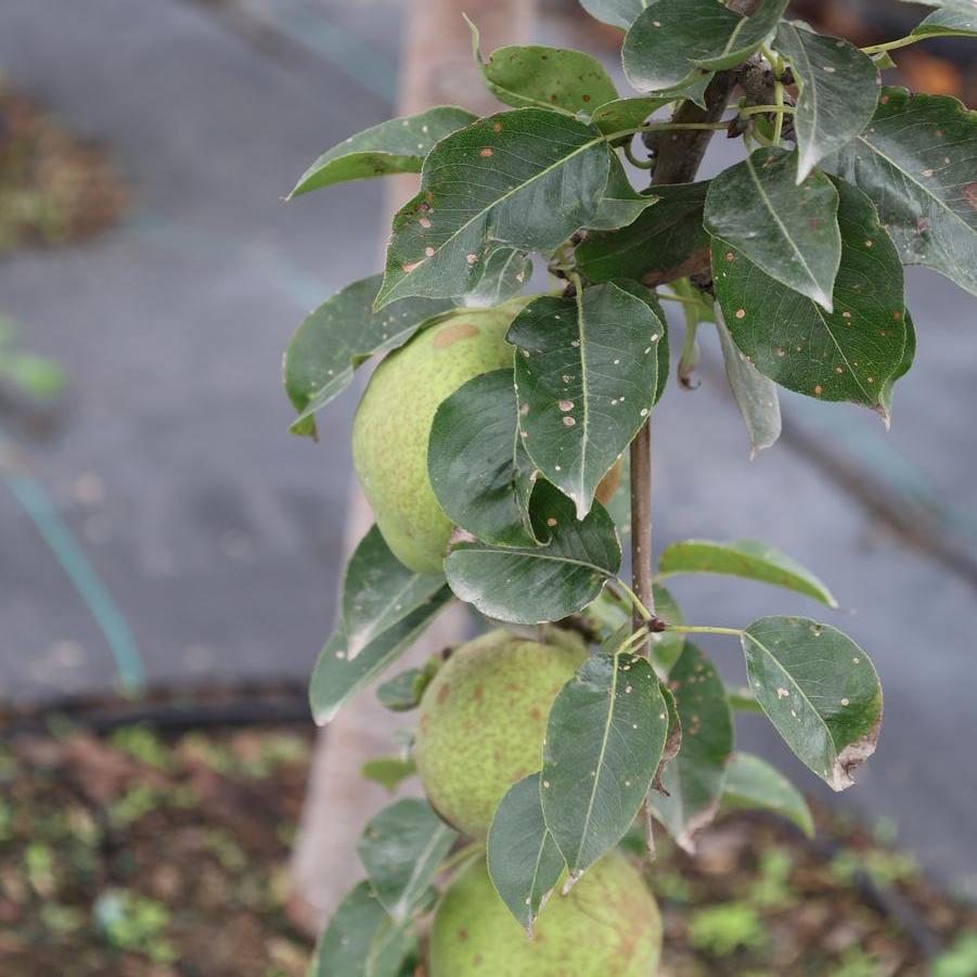 Pyrus communis 'Kieffer' - Pear from Great Lakes Landscape Supply