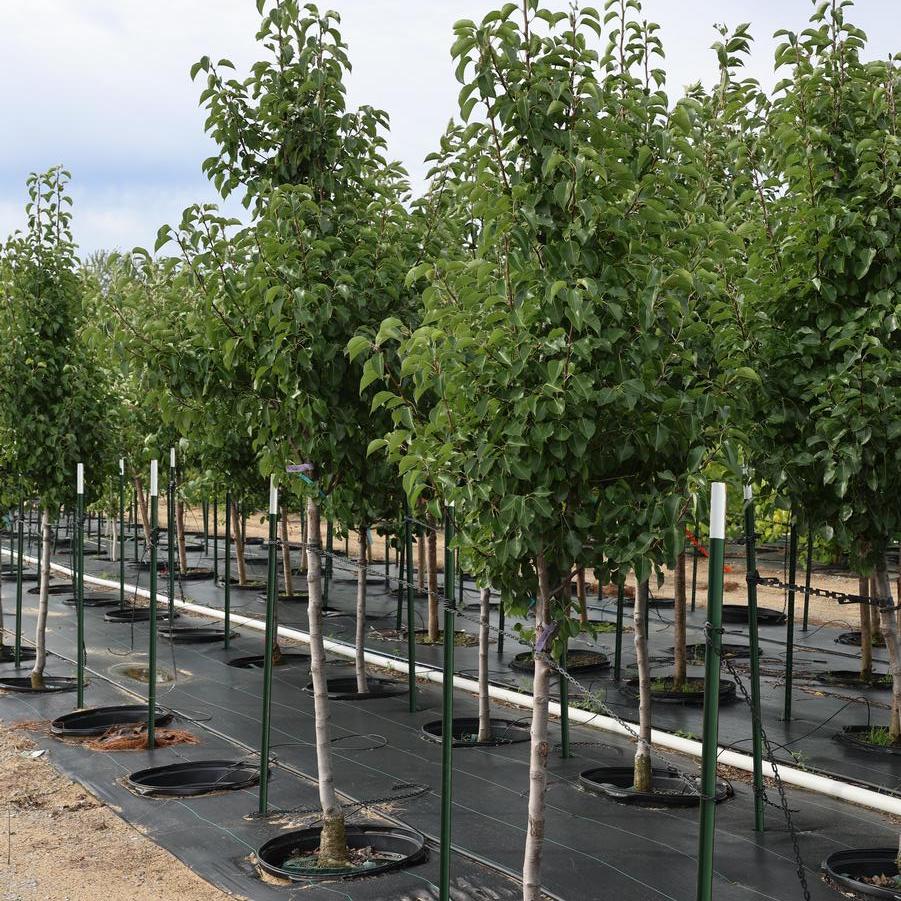 Pyrus calleryana 'Cleveland Select' - Cleveland Pear from Great Lakes Landscape Supply