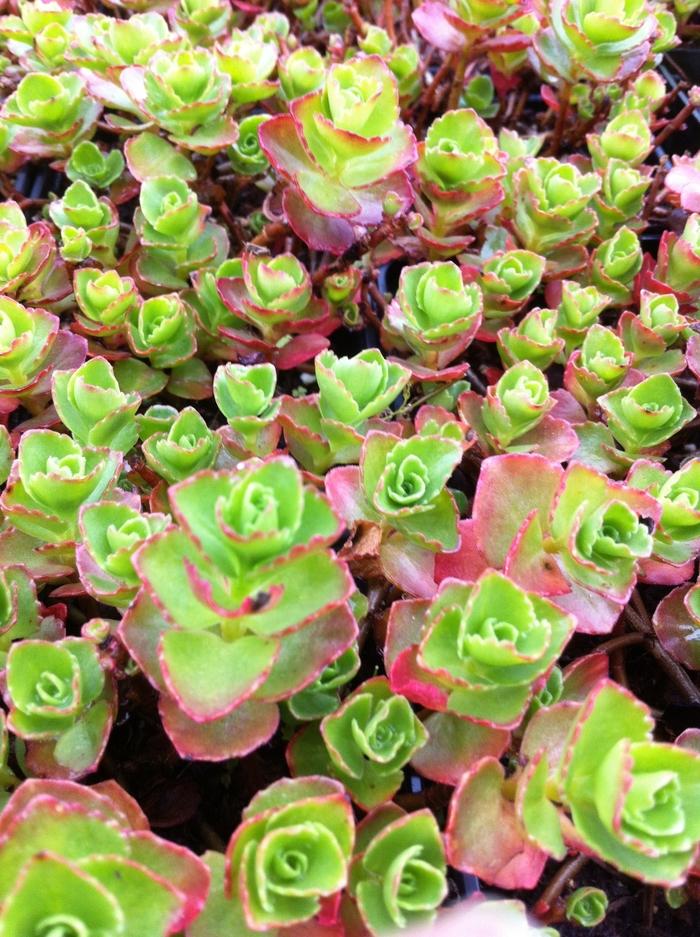 Sedum spurium 'Dragon's Blood (Roseum)' - Stonecrop from Great Lakes Landscape Supply