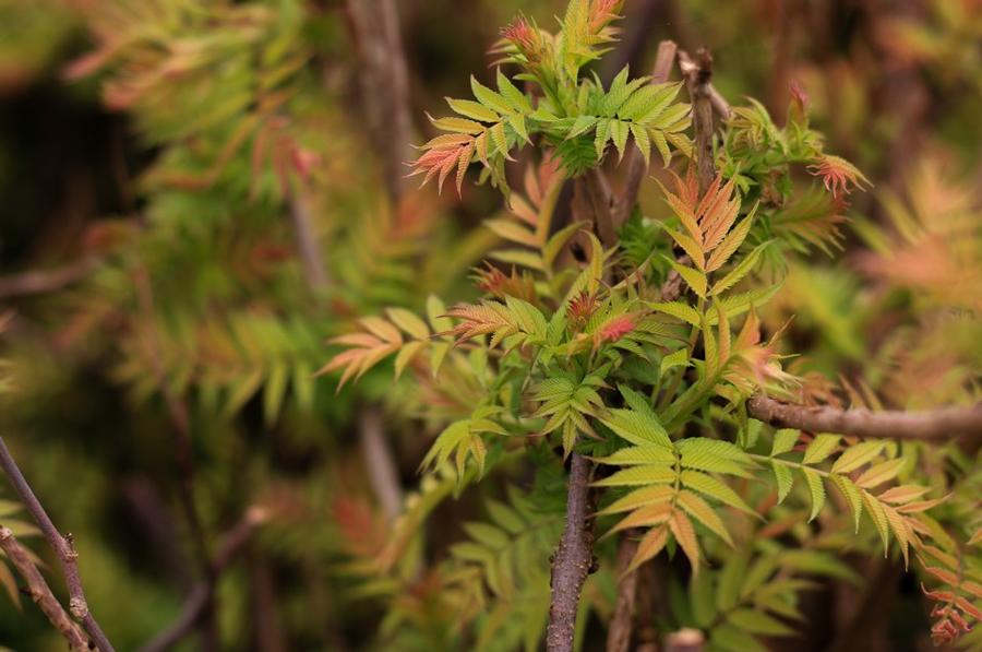Sorbaria sorbifolia 'Sem' - False Spirea from Great Lakes Landscape Supply