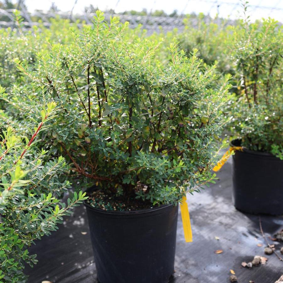 Spiraea nipponica 'Snowmound' - Spirea from Great Lakes Landscape Supply