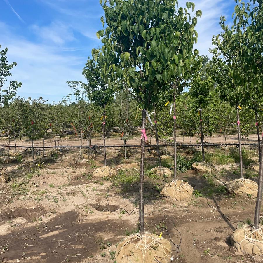 Syringa reticulata 'Ivory Silk' - Japanese Tree Lilac from Great Lakes Landscape Supply
