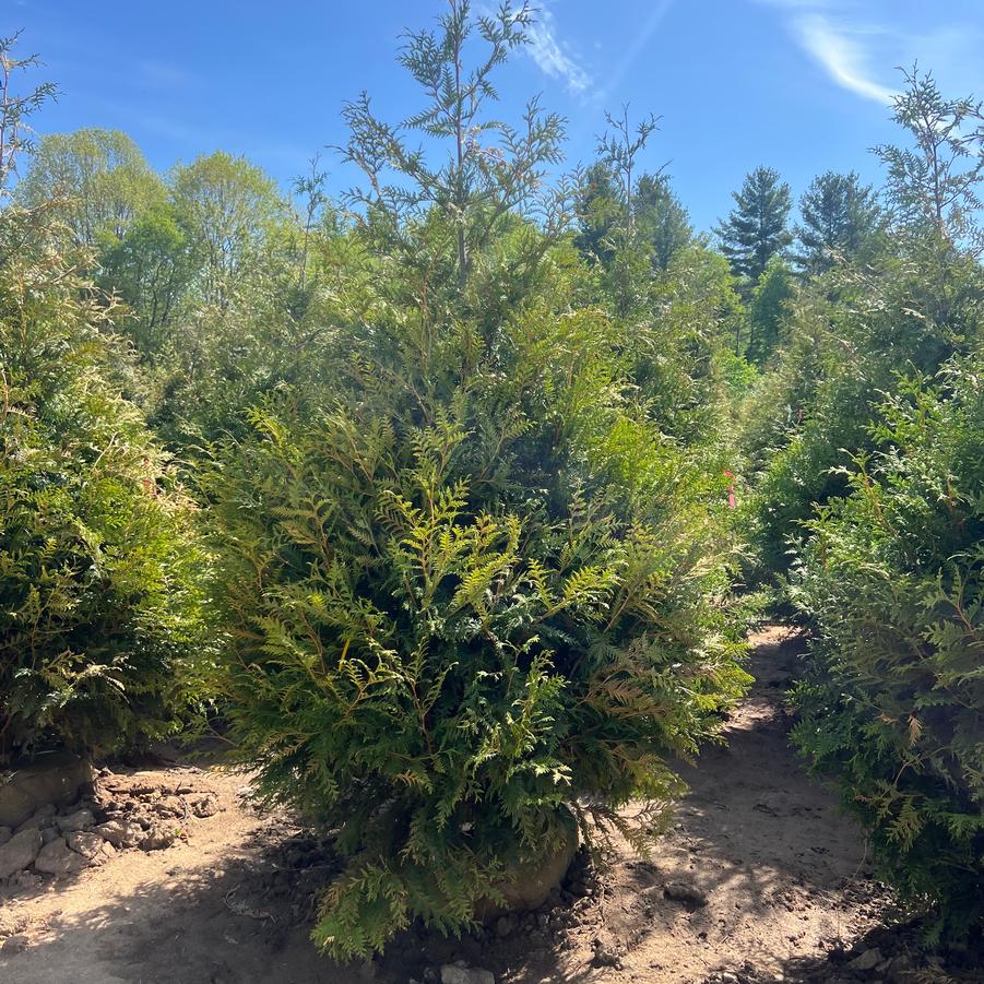 Thuja 'Green Giant' - Giant Arborvitae from Great Lakes Landscape Supply