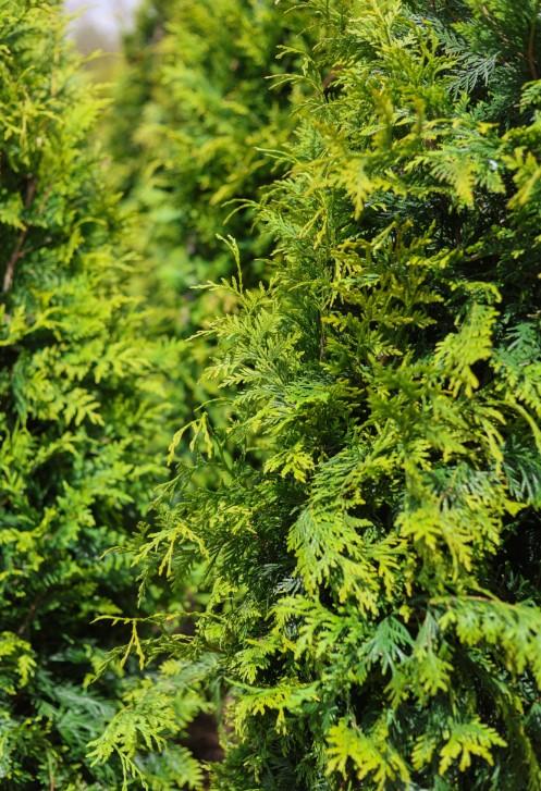 Thuja plicata 'Spring Grove®' - Western Arborvitae from Great Lakes Landscape Supply