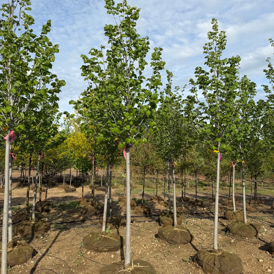 Tilia americana 'American Sentry®' - Linden from Great Lakes Landscape Supply