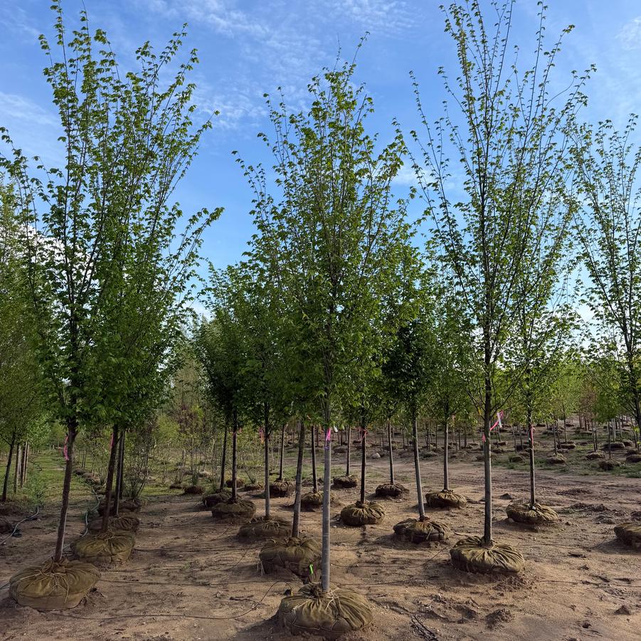 Ulmus americana 'Princeton' - American Elm from Great Lakes Landscape Supply