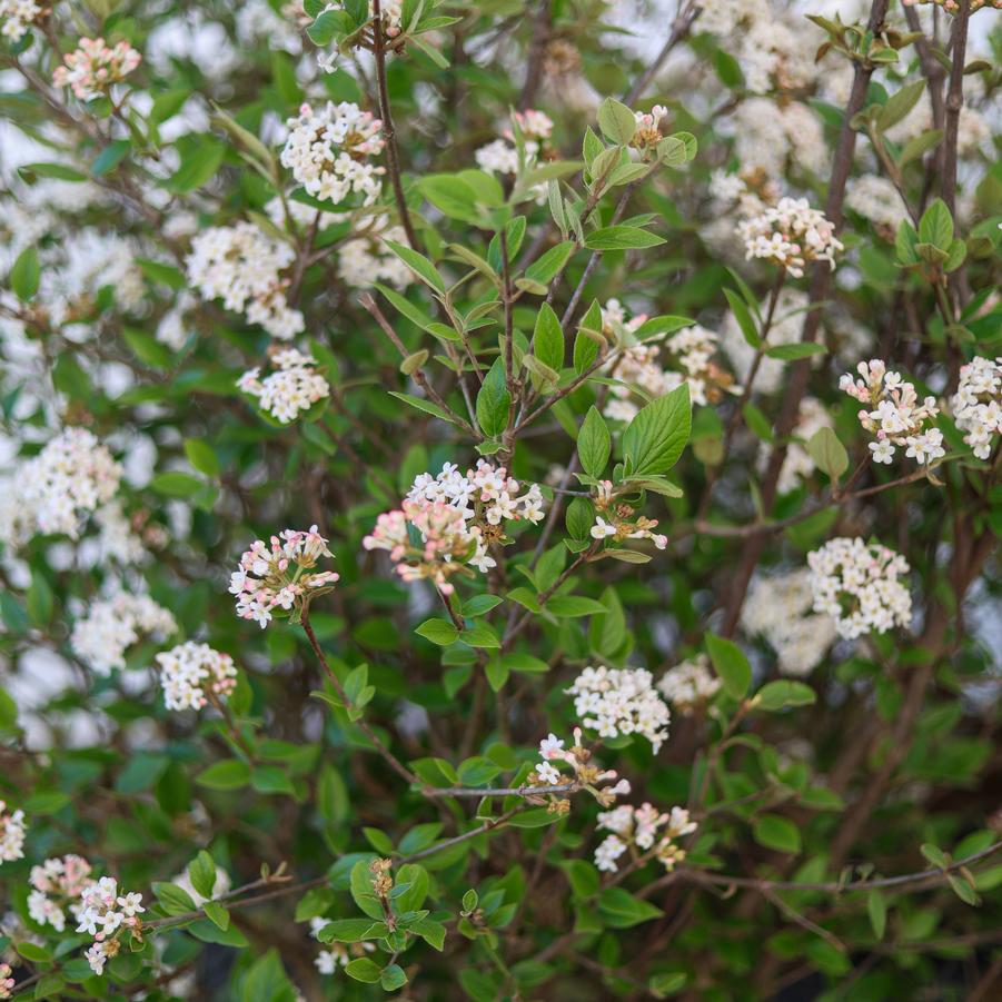 Viburnum x burkwoodii - Burkwood Viburnum from Great Lakes Landscape Supply