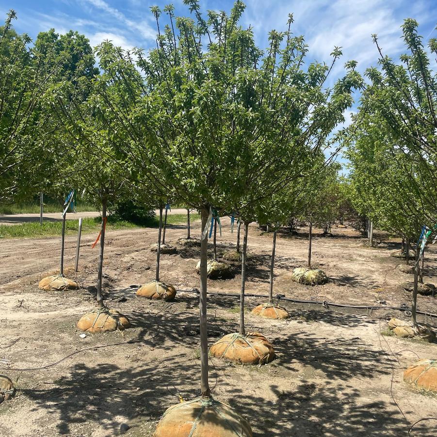 Malus ''Coralcole'' - Coralburst Crabapple from Great Lakes Landscape Supply