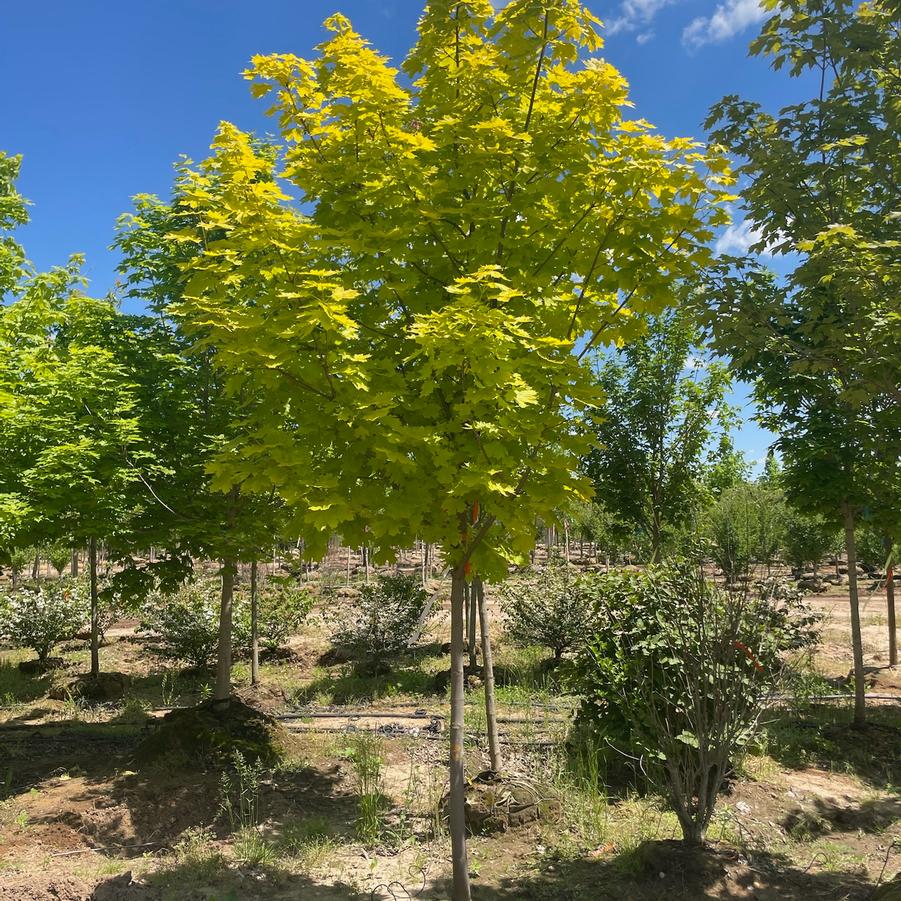 Acer platanoides 'Princeton Gold' - Norway Maple from Great Lakes Landscape Supply