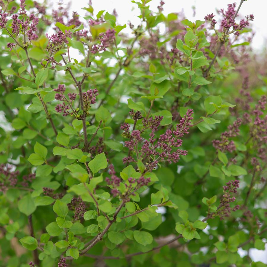 Syringa meyeri 'Palibin' - Dwarf Korean Lilac from Great Lakes Landscape Supply