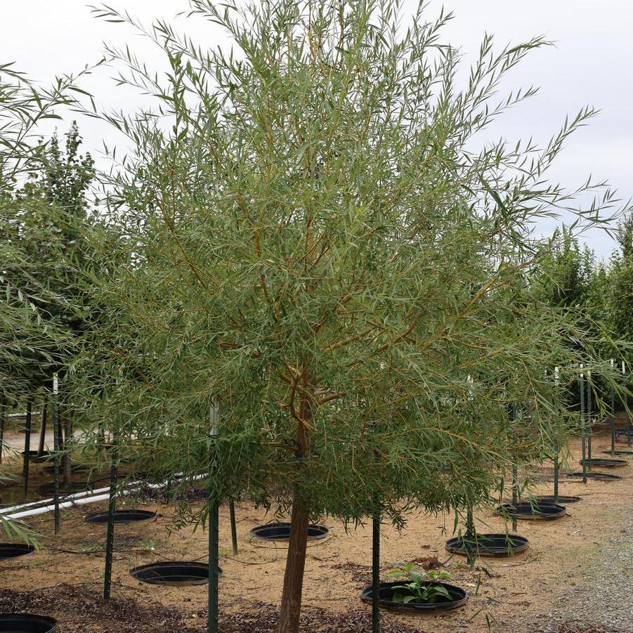 Salix Babylonica 'Pendula' - Weeping Willow from Great Lakes Landscape Supply
