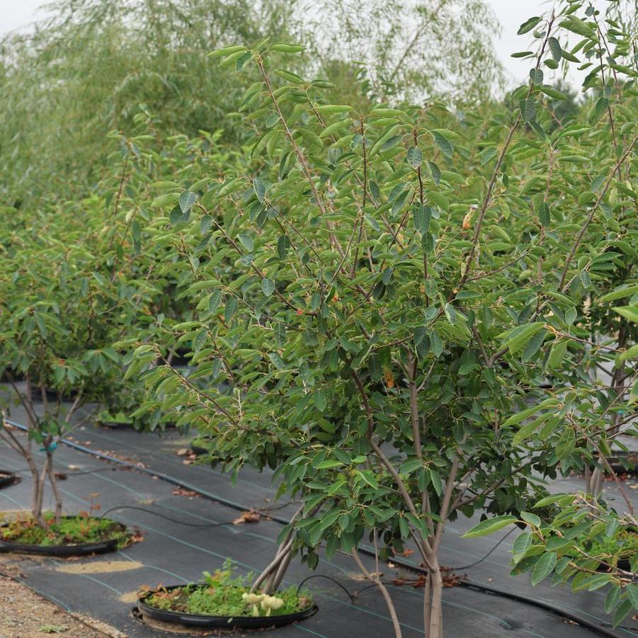 Amelanchier arborea - Serviceberry from Great Lakes Landscape Supply