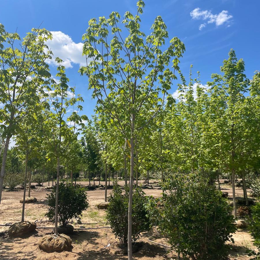 Acer saccharum 'Green Mountain' - Sugar Maple from Great Lakes Landscape Supply