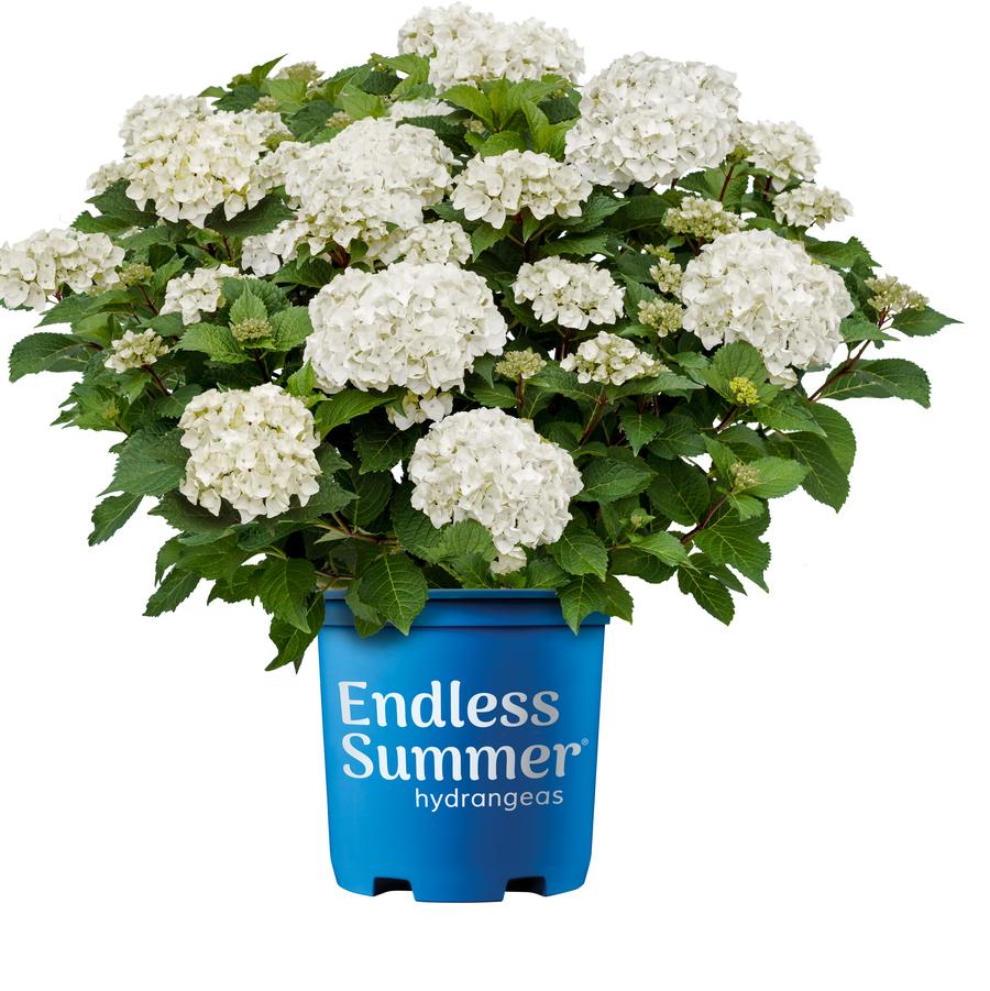 Hydrangea macrophylla Endless Summer® 'Dreamcloud®' - Bigleaf Hydrangea from Great Lakes Landscape Supply