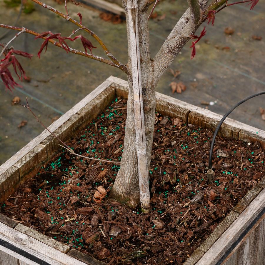 Acer palmatum 'Fireglow' - Japanese Maple from Great Lakes Landscape Supply