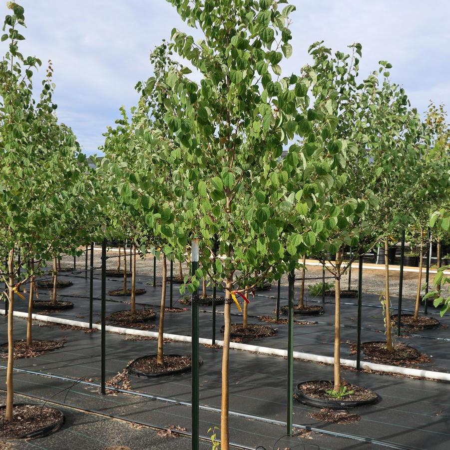 Acer palmatum 'Katsura' - Japanese Maple from Great Lakes Landscape Supply