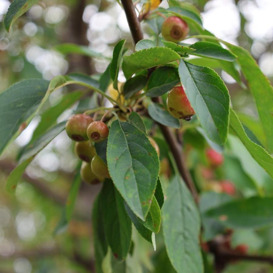 Malus 'Sugar Tyme™' - Crabapple from Great Lakes Landscape Supply