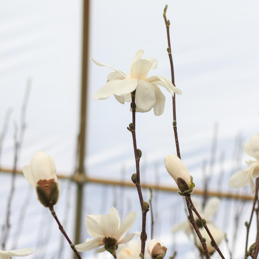 Magnolia loebneri 'Dr.' - Dr. Merrill White Magnolia from Great Lakes Landscape Supply