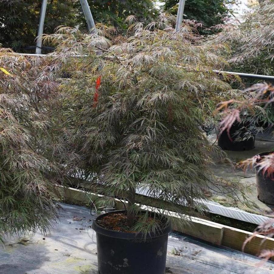 Acer palmatum var. dissectum Crimson Queen