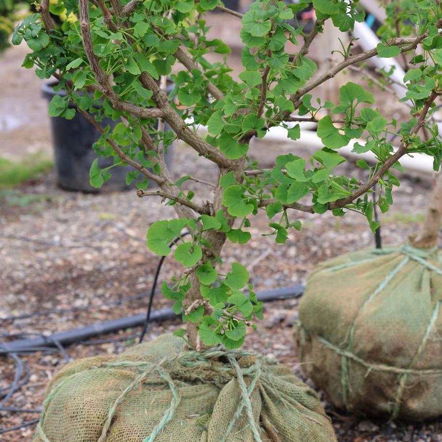 Ginkgo biloba 'Jade Butterflies' - Maidenhair Tree from Great Lakes Landscape Supply