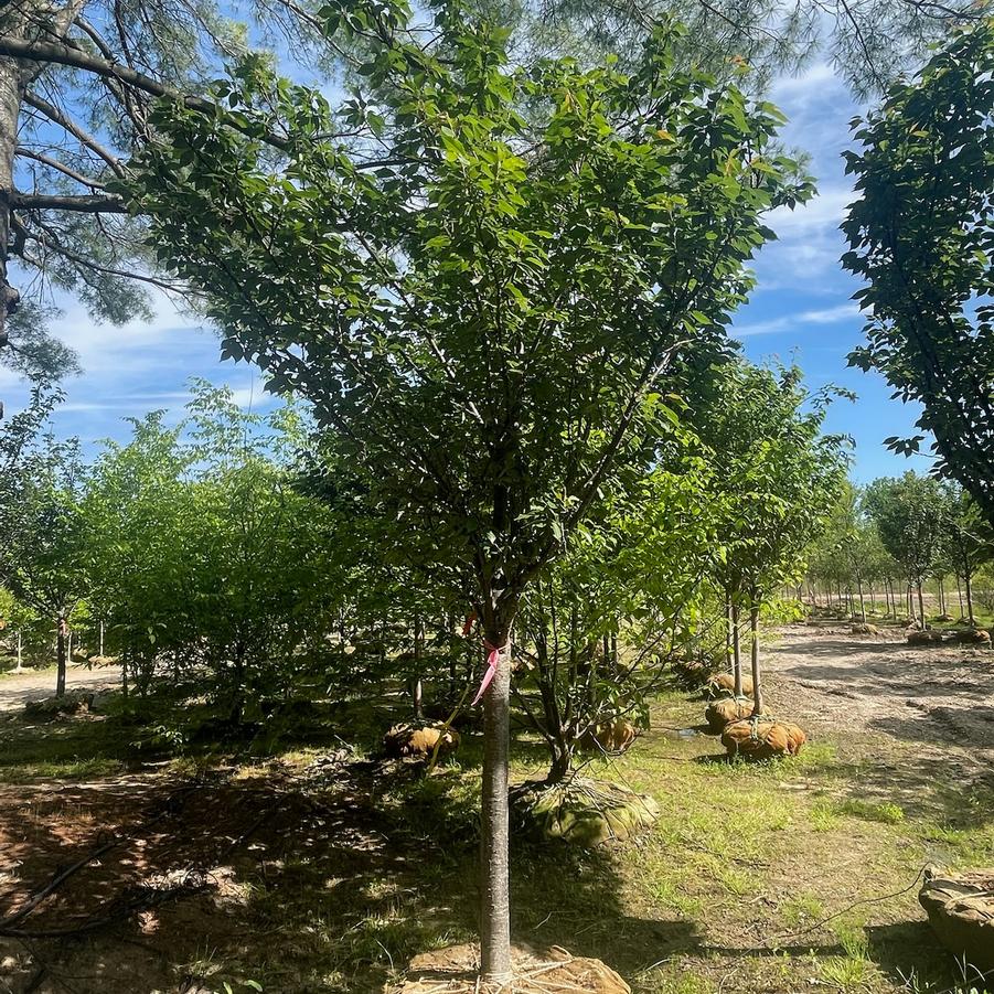 Prunus serrulata 'Royal Burgundy' - Kwanzan Cherry from Great Lakes Landscape Supply