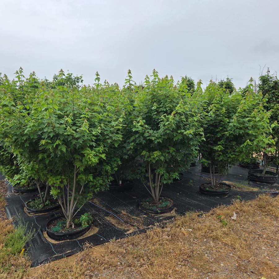 Acer rubrum 'Redpointe®' - Maple from Great Lakes Landscape Supply