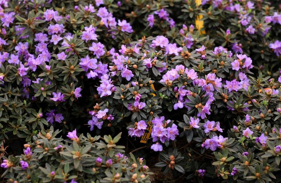 Rhododendron 'Ramapo' - Rhododendron from Great Lakes Landscape Supply