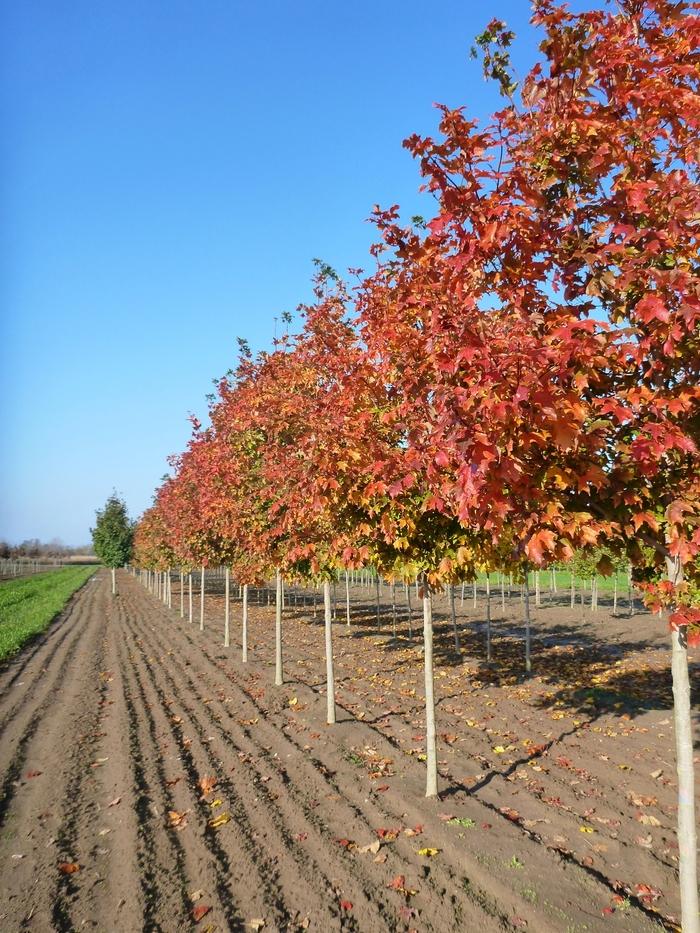 Acer saccharum Fall Fiesta&reg;