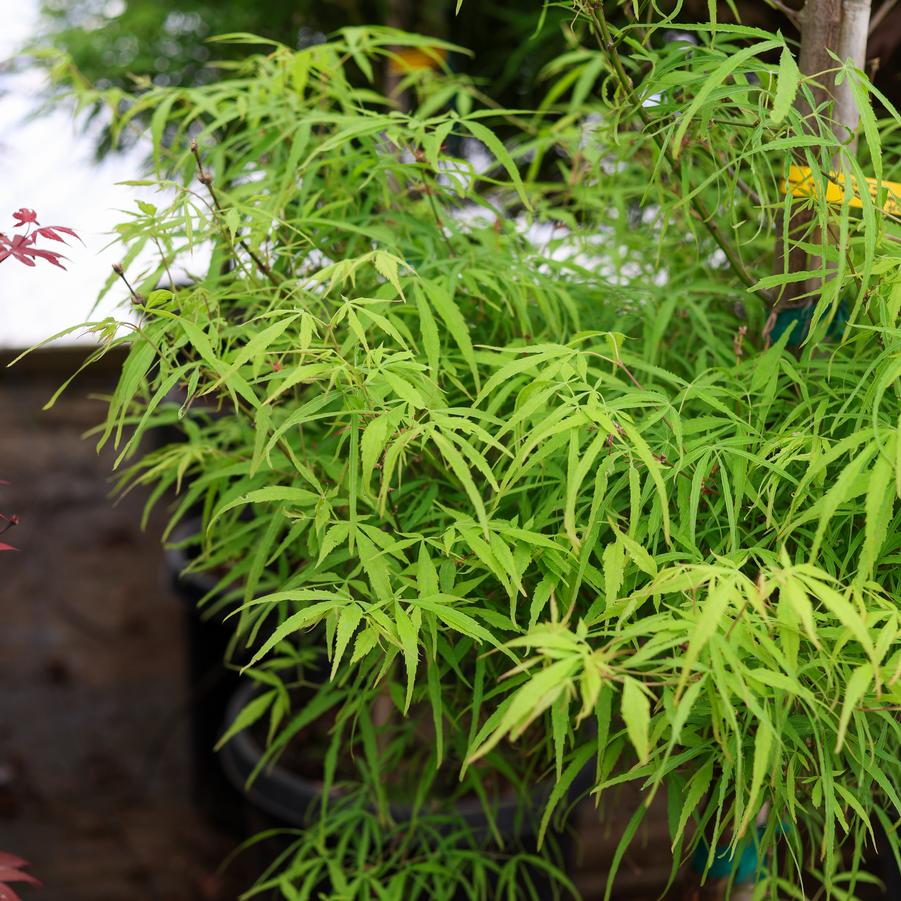 Acer palmatum 'Koto-no-ito' - Japanese Maple from Great Lakes Landscape Supply