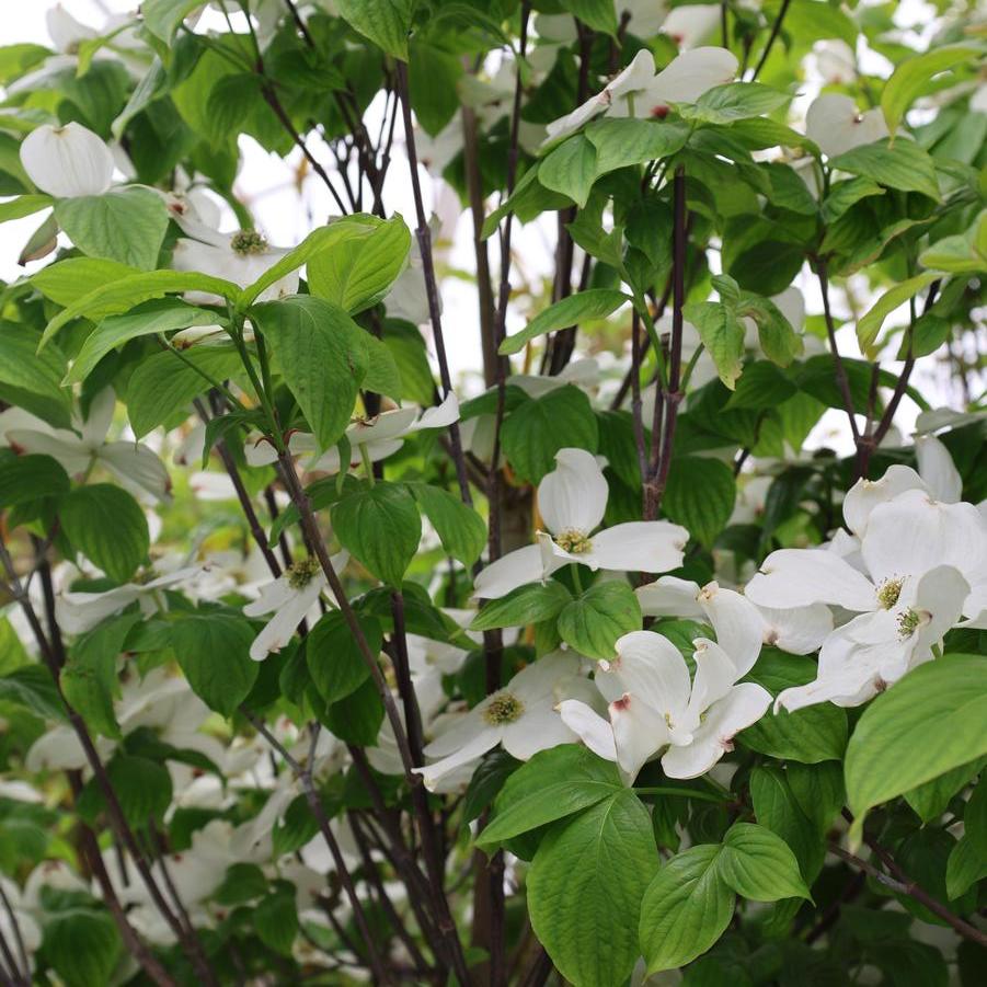 Cornus florida 'Cloud 9' - Dogwood from Great Lakes Landscape Supply
