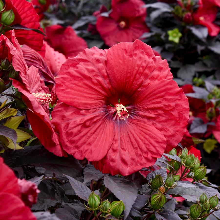 Hibiscus Summerific® 'Holy Grail' - Rose Mallow from Walters Gardens