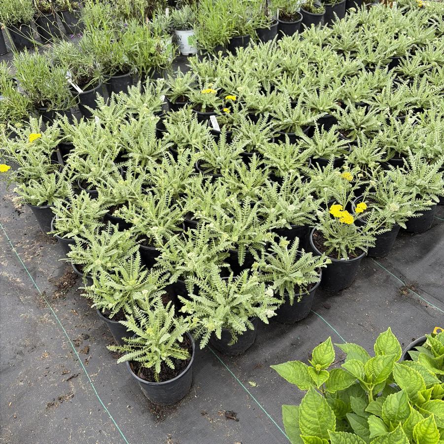 Achillea millefolium 'Little Moonshine' - Yarrow from Great Lakes Landscape Supply