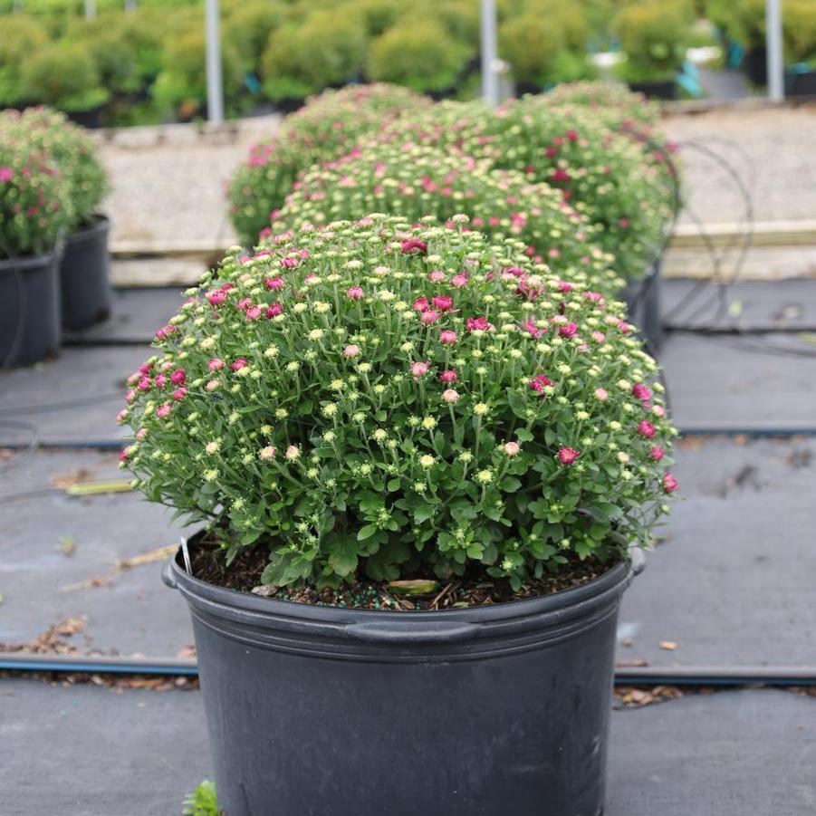 Chrysanthemum x morifolium 'Cheryl™ Pink Improved' - Garden Mum from Great Lakes Landscape Supply