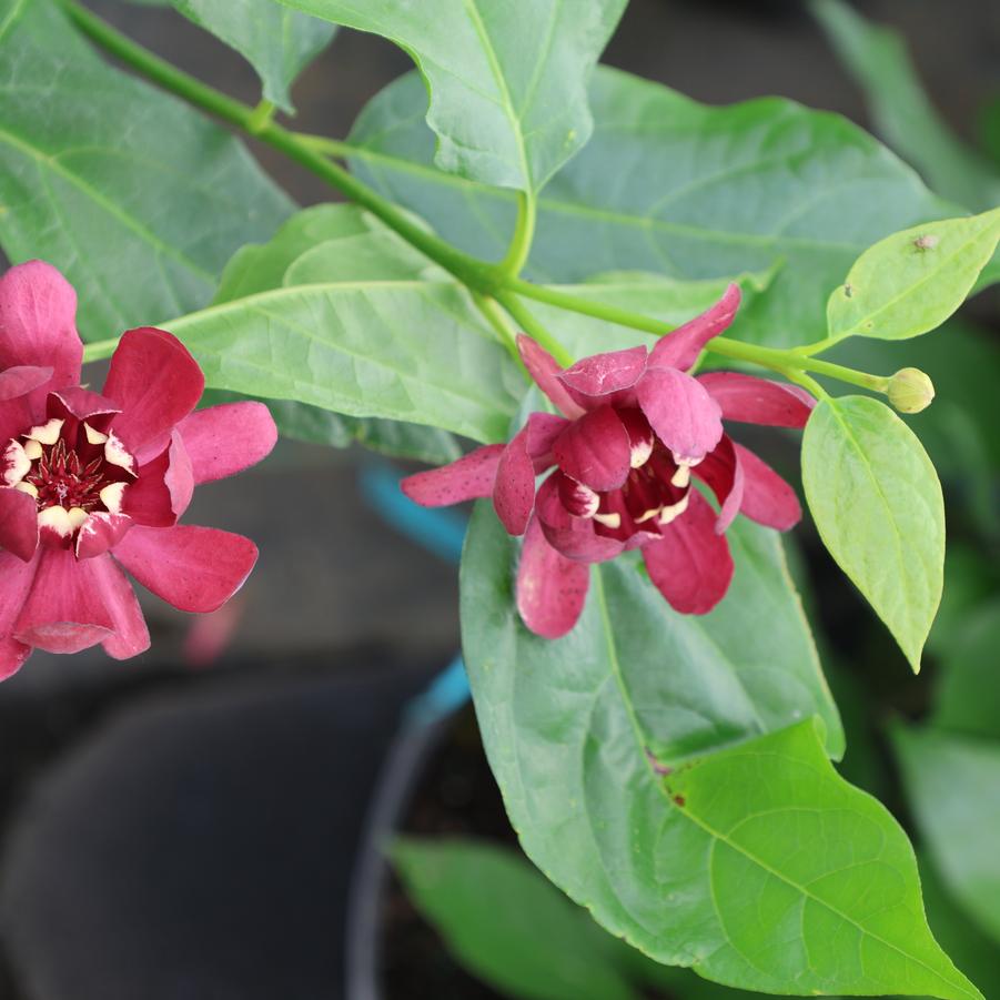 Calycanthus 'Aphrodite' - Sweetshrub from Great Lakes Landscape Supply
