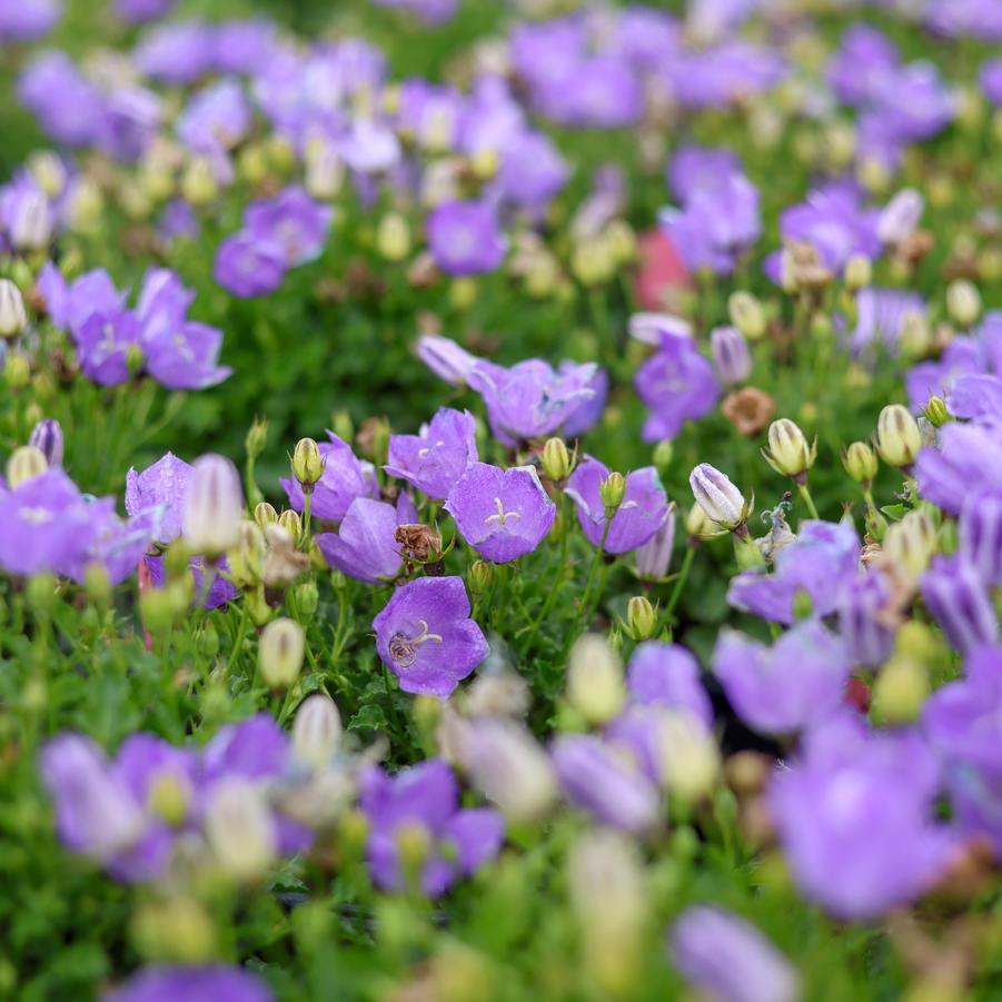 Campanula carpatica 'Rapido Blue' - Bellflower from Great Lakes Landscape Supply